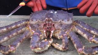 How to prepare the king crab