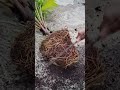 Chinese Fan Palm plant repotting🌱#gardening #ytshorts