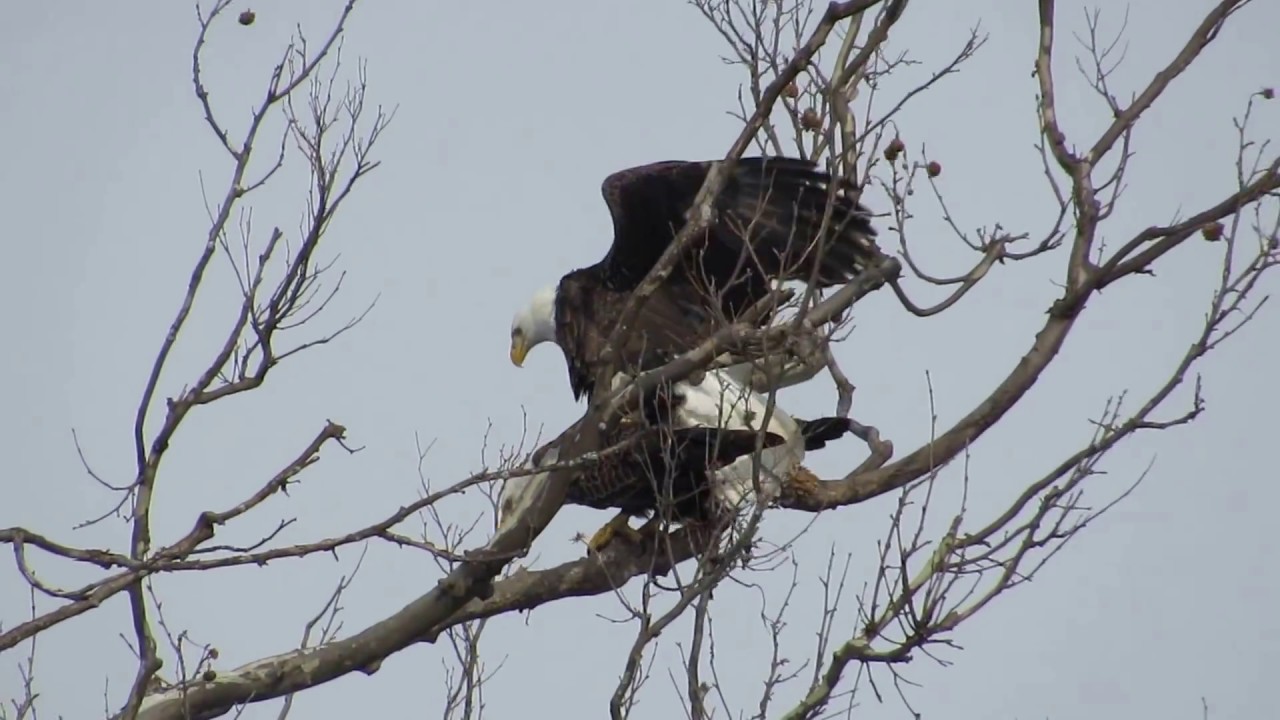 Sun Shines on Bald Eagle Copulation