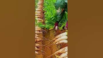 Panen lobak putih menggunakan tangan kosong diladang super memuaskan #shorts