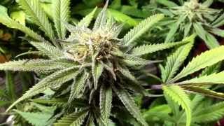 TGA Qrazy Train week 8 purpling out. Green Mountain Grow.