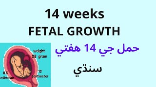 14 week pregnancy | sehat ronaq | Sindhi screenshot 1
