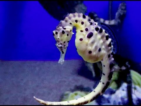 ビッグベリーシーホース Big−belly Seahorse, Pot-bellied seahorse Hippocampus abdominals  - YouTube