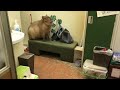 Capybara Barking Bow!