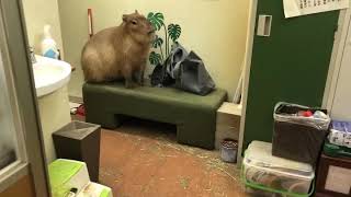 Capybara Barking Bow