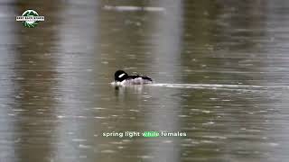 Buffleheads of the Early Thaw #vermont #bufflehead #duck