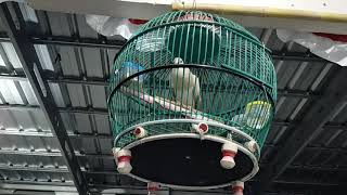 Burung Puter Pelung Manggung - Terapi Pikat Pancing Bunyi