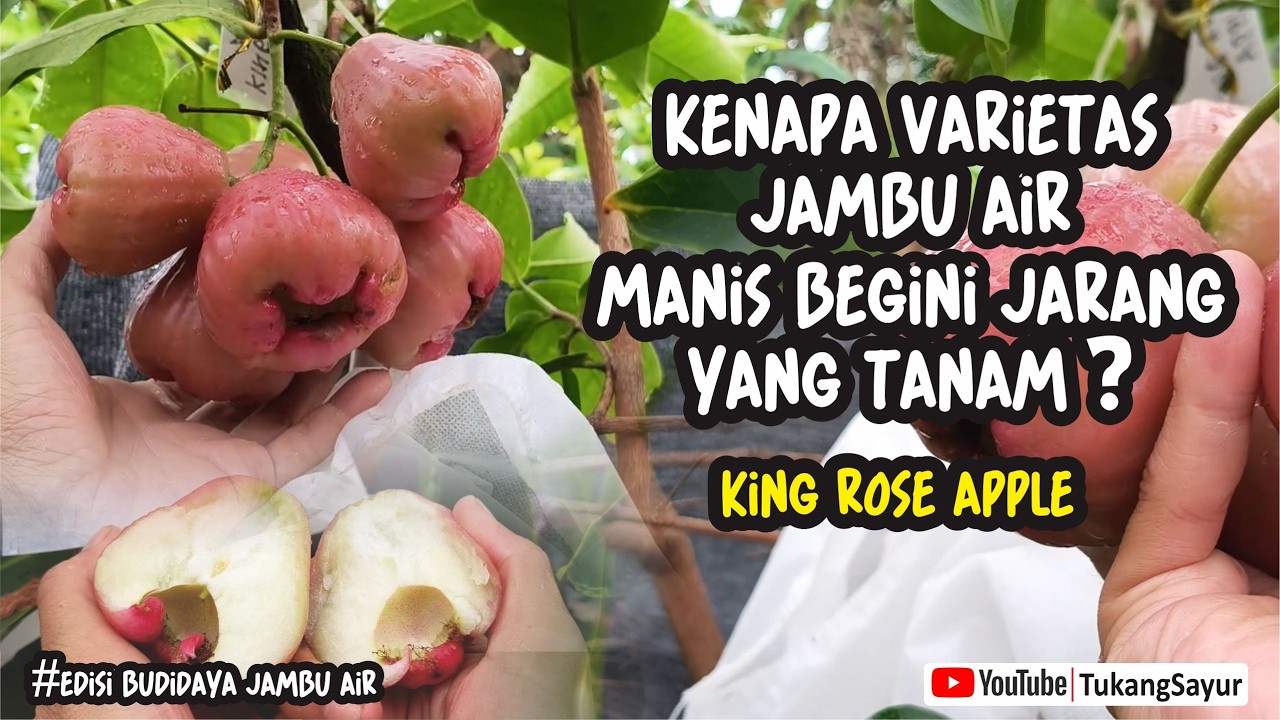INI RAHASIA PETANI JAMBU AIR MENINGKATKAN PRODUKSI HASIL PANEN..JAMBU AIR VARIETAS KING ROSE APPLE