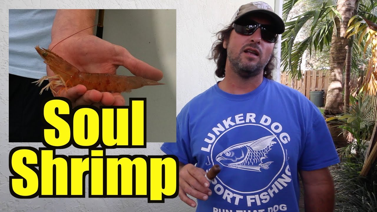 Best Fishing Bait Ever Shrimp Life YouTube