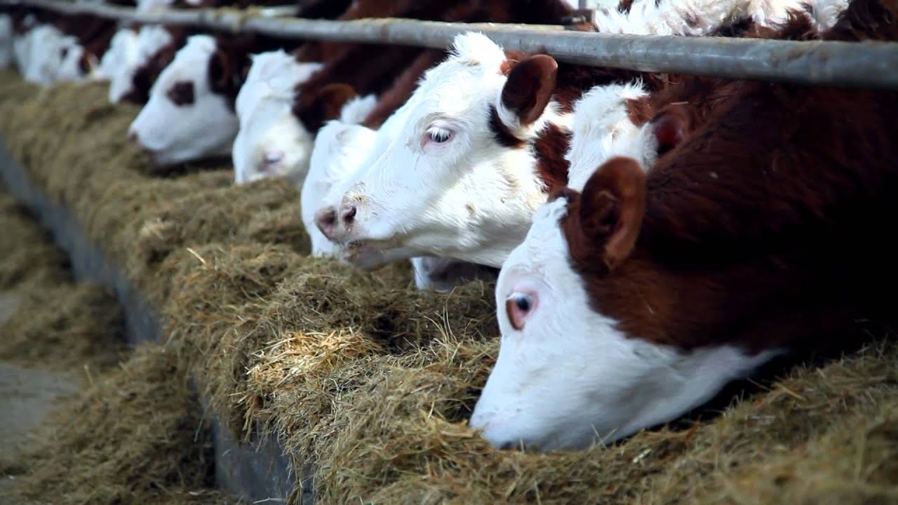 hishigten nuudelchin Хишигтэн нүүдэлчин