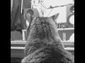 Two Little Fishes/MONOEYES Acoustic cover