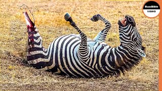 When Mother Zebra Cacrifices Her Life To Save Her Foal