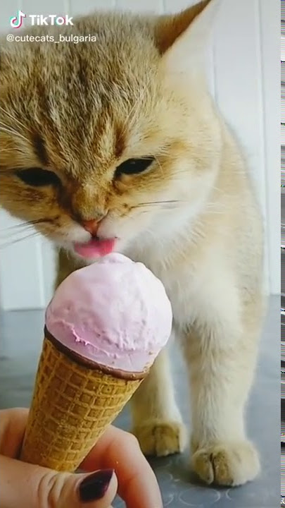 Pissu pusa