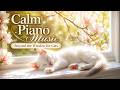 Beyond the Window for Cats | Magnolia Morning Nap • Calm Piano Music