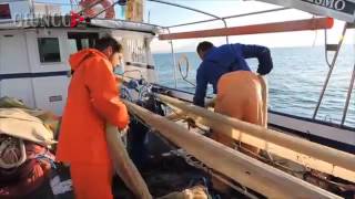 Maremma Pesca Del Rossetto