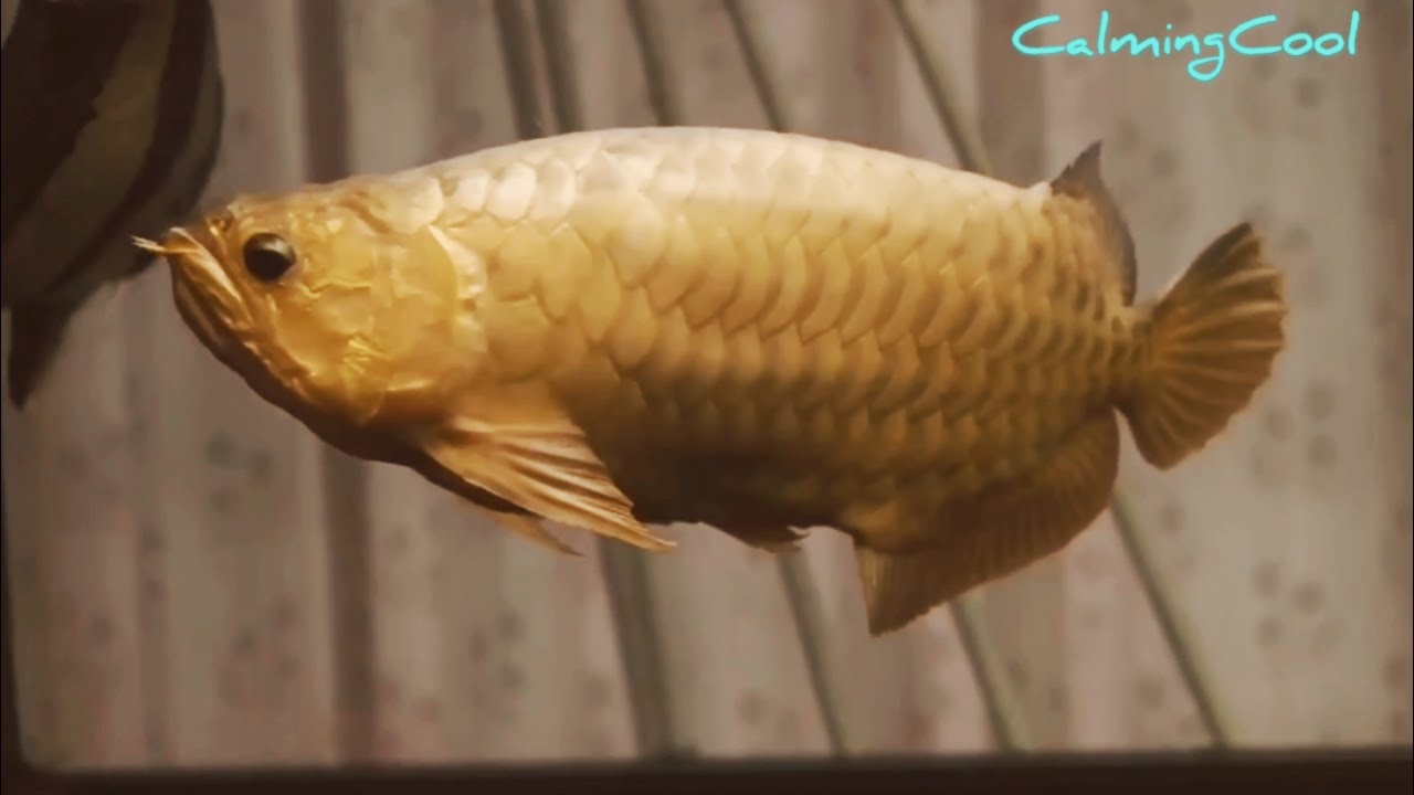 Best Top 10 Oldest Arowana Fish In The World Super Old Arowana Dragon Fish Youtube
