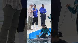 エコー検査中もララに話掛けるトレーナーさん「素敵♥」 #Shorts #鴨川シーワールド #シャチ #Kamogawaseaworld #Orca #Killerwhale