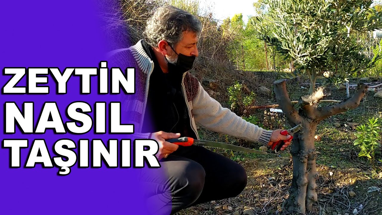 Zeytin Ağacında Taşıma Yöntemi ve Yıllık Gelişimi