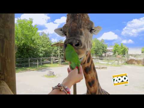 Williams Family Giraffe
