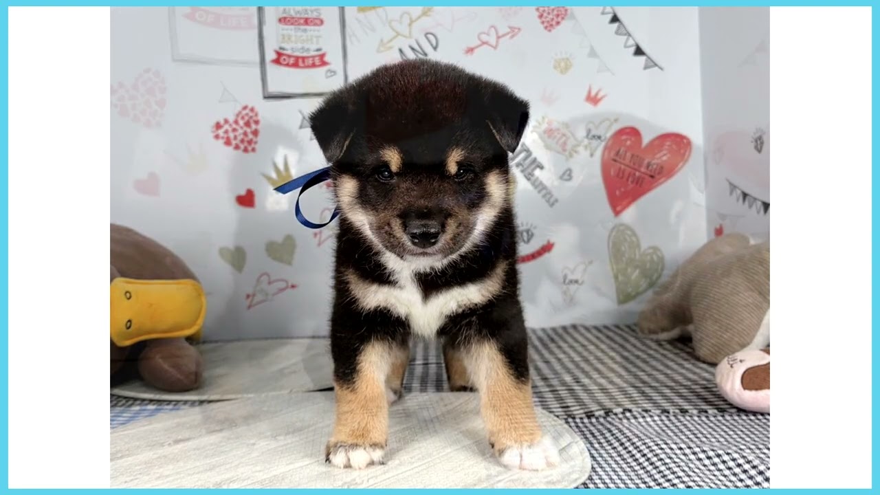 柴犬の子犬(オス♂) 牛久店|ペットショップCoo&RIKU 柴犬の子犬(オス♂) 牛久店|ペットショップCoo&RIKU