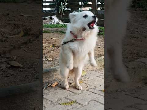 Dogs barking sound