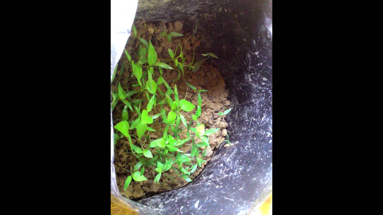 Budidaya Cabe 