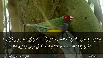 الصفحة 450 سورة الصافات بصوت القارئ المهندس أحمد فايز الحراسيس