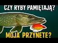 Czy ryby pamiętają moja przynętę?