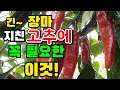 장마 끝에 고추는 이것이 절실히 필요해요~ / 고추 영양제 /  고추 영양제 주는 시기 /  고추 영양제 만들기 / 고추 재배 / 고추 농사 / 장마 / 장마에 고추 관리