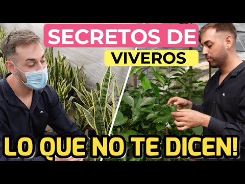 Video: Elegir Plántulas Para El Jardín