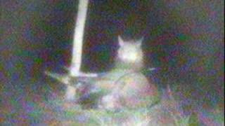 Hyena with Carcas on Elephant Cam 07/22/07 screenshot 4