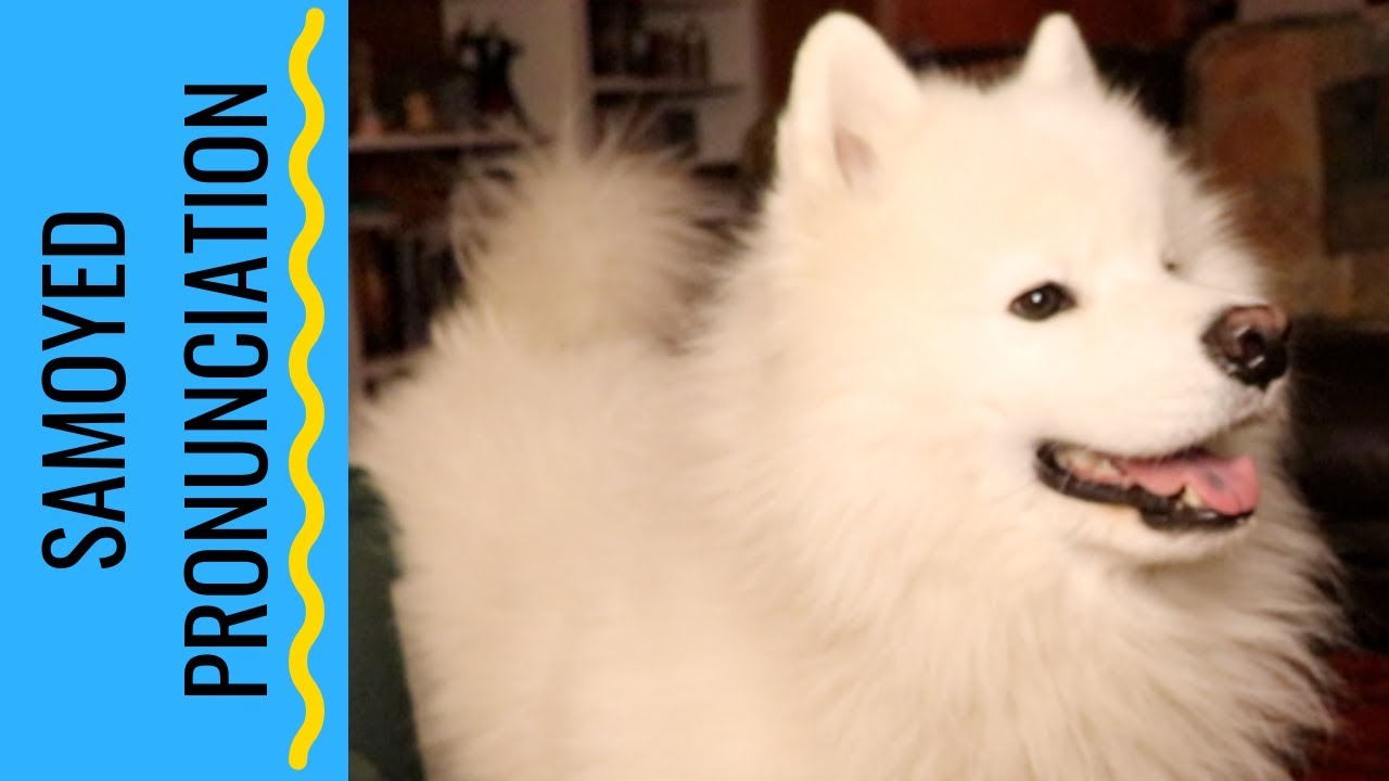 How to Pronounce Samoyed YouTube