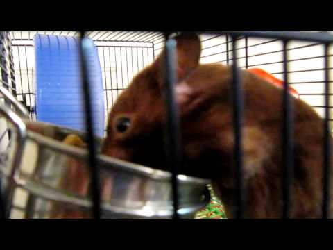 Syrian hamster stuffing her pouch