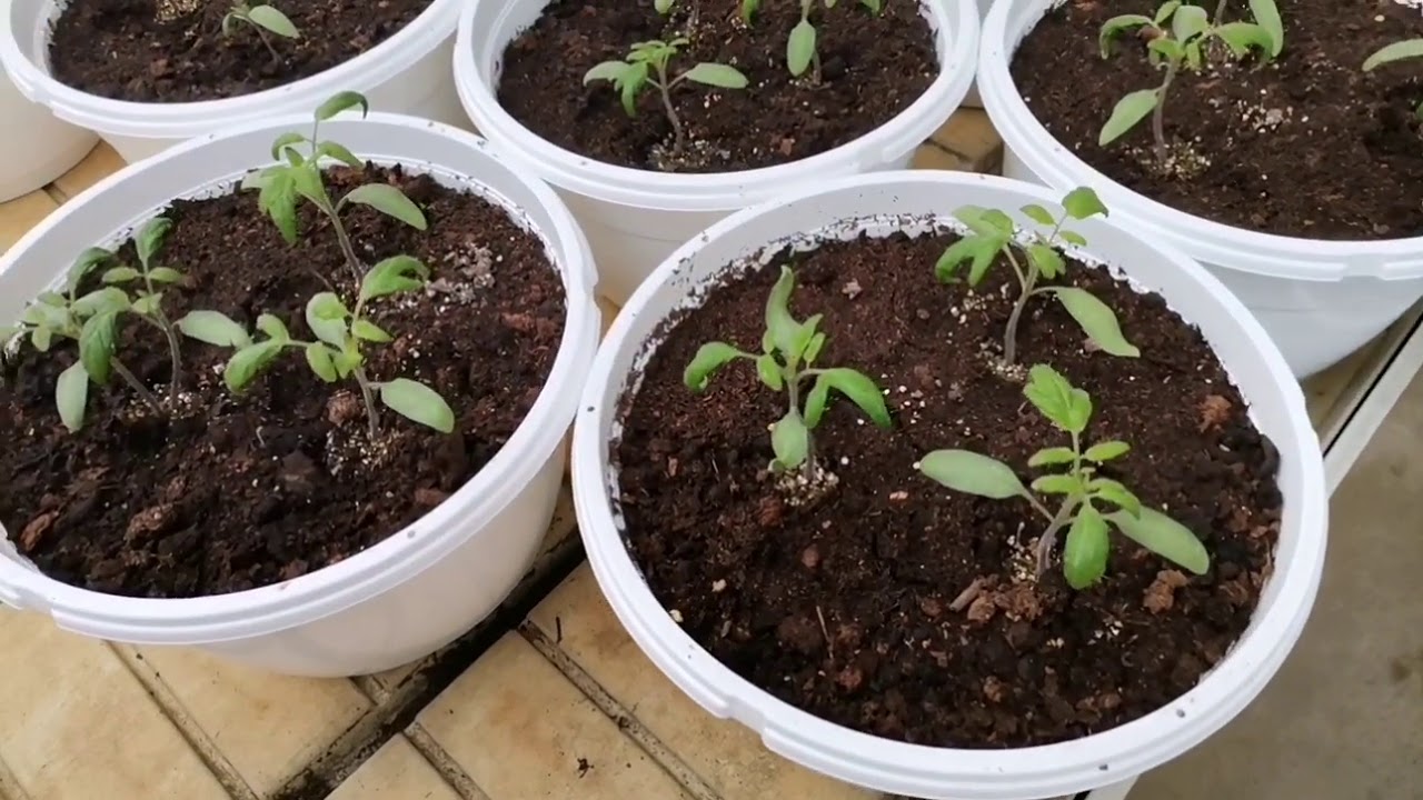Einkauf für die Anzucht/Werbung/Jungpflanzen im Garten Center/ Landhaus Garten - YouTube