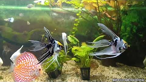 Nuôi cá ông tiên, cá dĩa, cá bảy màu và cá hồng mi trong hồ thủy sinh