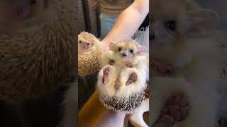 𝐄𝐧𝐭𝐫𝐞 𝐦𝐚́𝐬 𝐥𝐨 𝐯𝐞𝐬, 𝐦𝐚́𝐬 𝐭𝐞 𝐬𝐨𝐫𝐩𝐫𝐞𝐧𝐝𝐞𝐬 🦔 #erizo #animalphotos #cute #hedgehog #animals