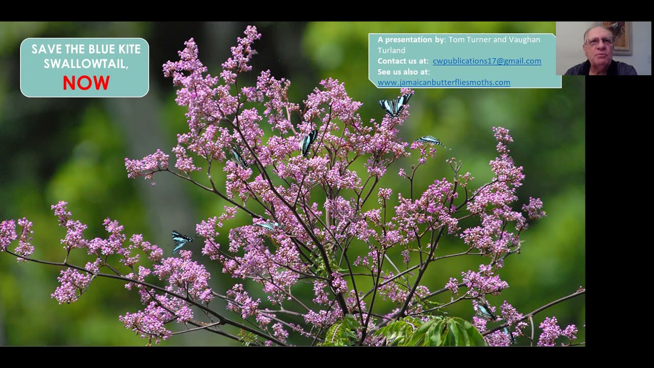 Saving Swallowtails Conference 2021: Blue Kite Swallowtail, Dr Tom Turner & Vaughan Turland