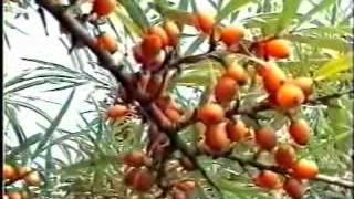 облепиха облепиха