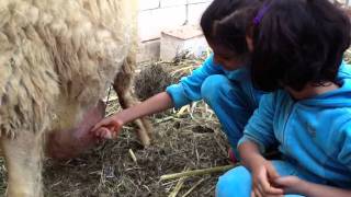 Hessa & Moneera Milking a sheep