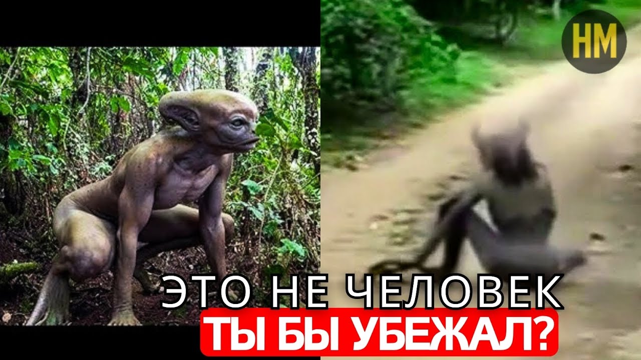 Такое не увидишь каждый день! Камера засняла УЖАСАЮЩИХ существ в лесу