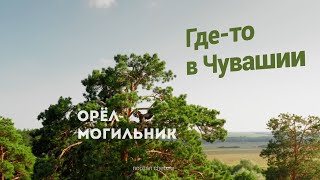 В Чувашии обнаружили гнездо солнечного орла (могильника). Впервые за 13 лет!