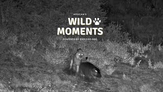 Lion Stalks Hippo! | Wild Moments | April 24