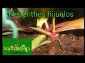 hijuelos de nepentes cómo transplantarlos (Selva carnívora)