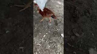 #music #remix #beats #dj #hiphop #tiktok #cates #minecraft #japanesecuisine #funny #chicken #roblox