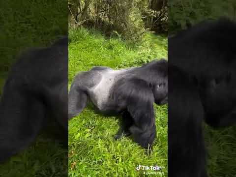 Don't run just savor every moment before it becomes  memory#rwanda#gorilla #wildlife#gorilla#rwanda