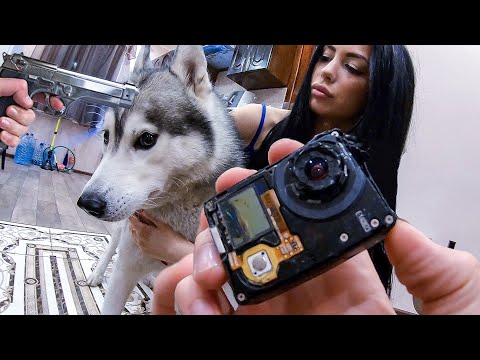 Hidden camera: Dogs alone at home Ate Go Pro! Husky punished.