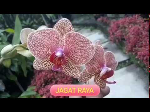 Cara Penanganan Busuk Akar Pada Anggrek Bulan Youtube