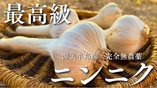 無農薬ニンニク5キロ 2025 無農薬ホワイト六片 ニンニク dohsakafarm-plough- (兵庫県