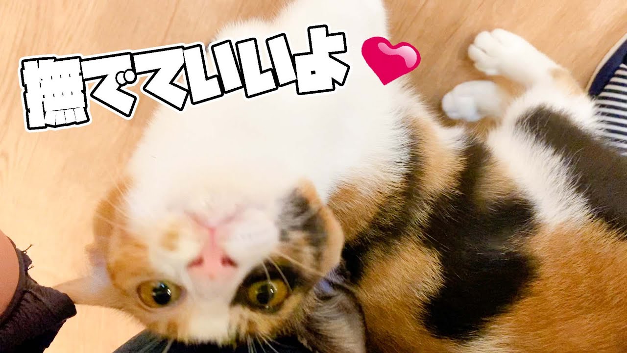 お腹は空いてるけど知らない人もちゃんと構ってくれる子猫