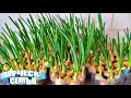 Как вырастить лук на подоконнике за 10 дней✔️Fresh green onion feathers